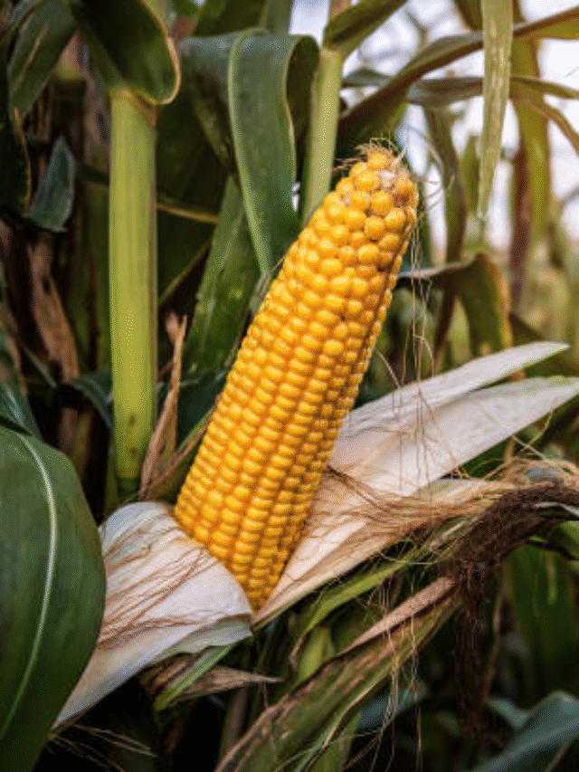 10 Surprising Health Benefits of Corn You Didn’t Know